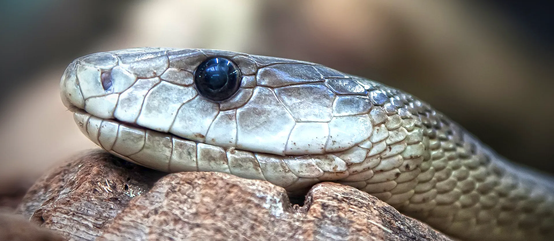 Black mamba close-up