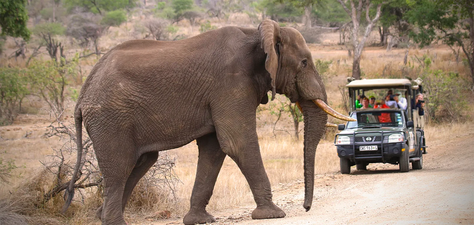 Elephant on the road in Kruger National Park
