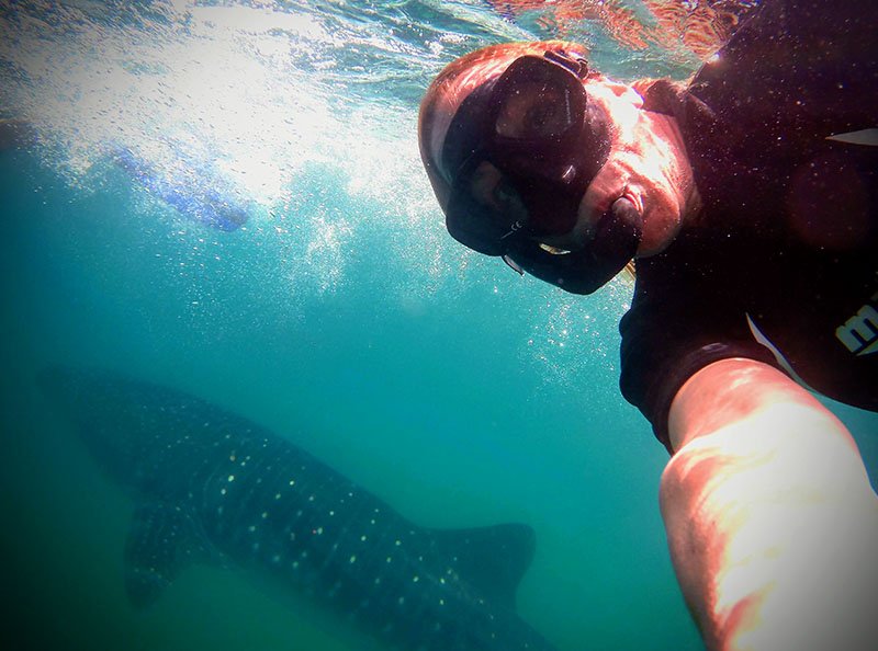 Whale shark