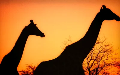 South Africa Through the Seasons: Monthly Travel Highlights