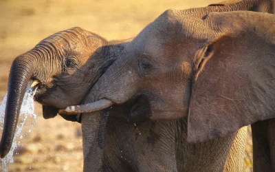 Animals of Kruger National Park: South Africa’s Pride