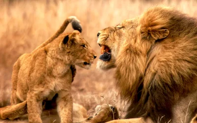 Best Time for a Safari in South Africa: A Seasonal Guide