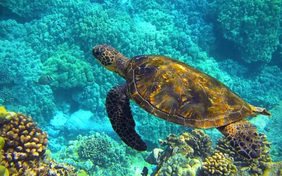 Discovering the Best Time to Visit Island of Hawaii