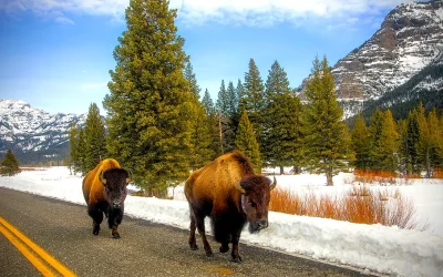 Road Trip Northern USA: Buzzing Cities and Nature’s Best