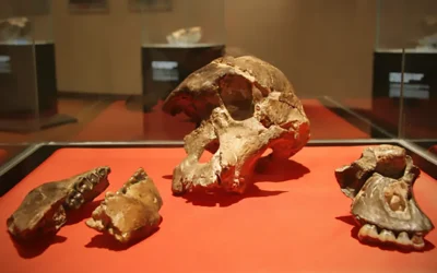 Exploring The Cradle of Humankind in South Africa