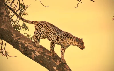 Highlights of South Africa: A 10-Day Itinerary